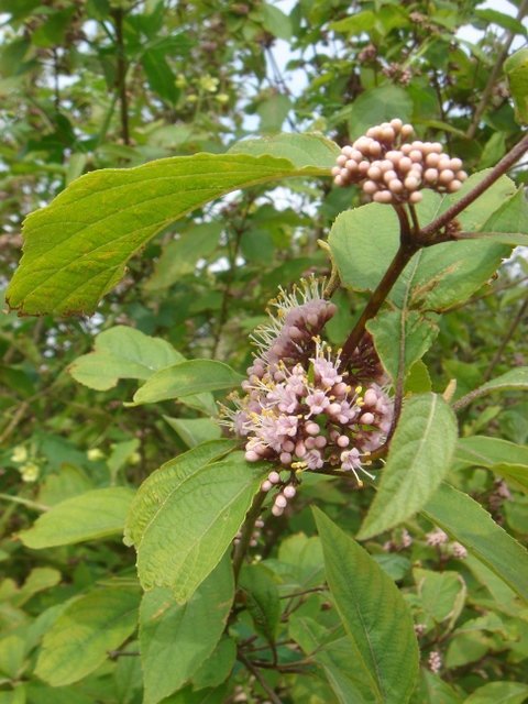 Callicarpa longifolia 'Augustata' P17 (2)